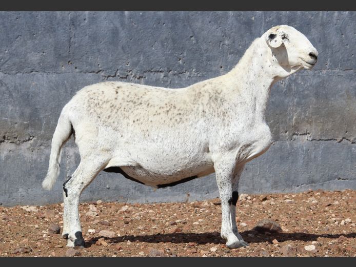 CRL 20.046 | Riaan Liebenberg - Hanri Meatmasters, Upington
