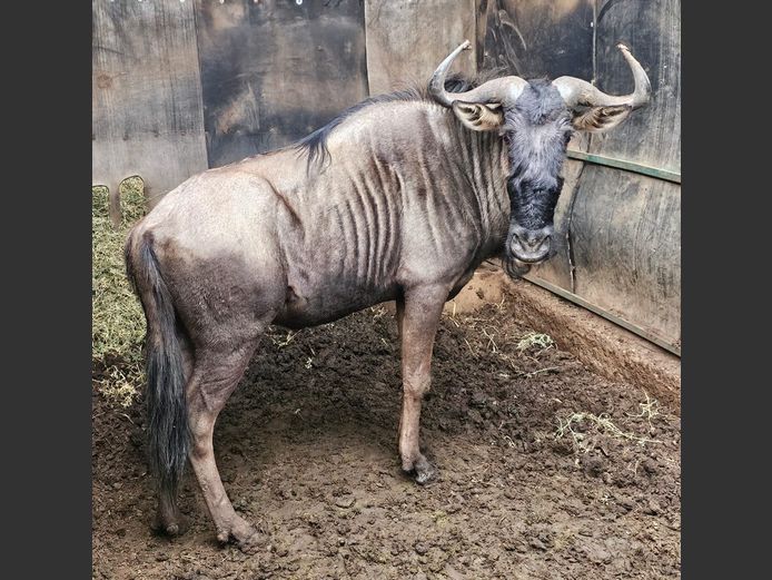 BLUE WILDEBEEST | NYLSVLEI