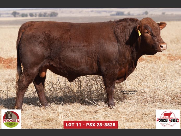 PSX 233825 | POTHOU BK