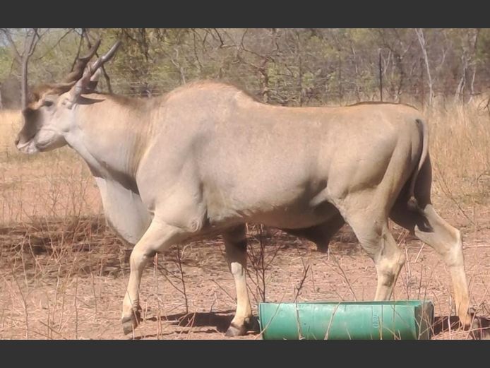 Eland