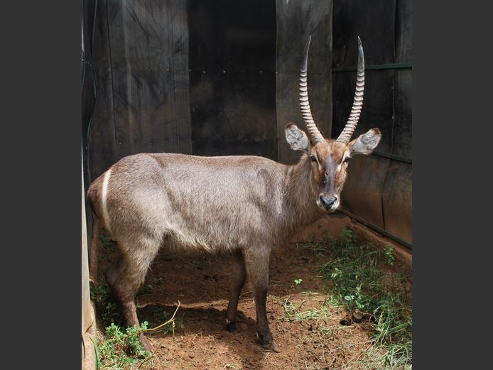 WATERBUCK | Christo Kruger Bdy