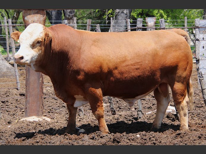 TG2212 | GUNZEL SIMMENTALER