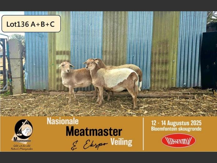KIM 24 0049 | P.J. Cronje - Kimonate Meatmasters