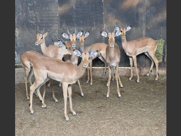 ROOIBOK | IMPISI SAFARIS