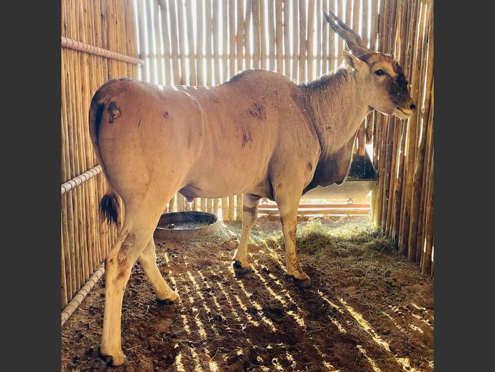 Eland Bul