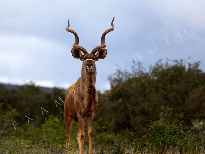 KUDU TROPHY BULL | SIGNATURE WILDLIFE