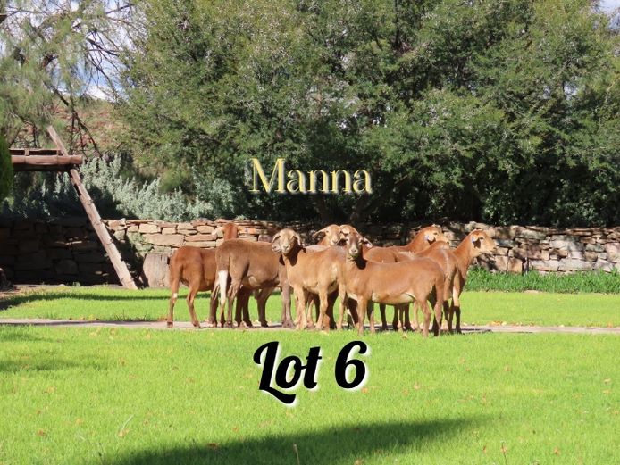 Ewes | Manna