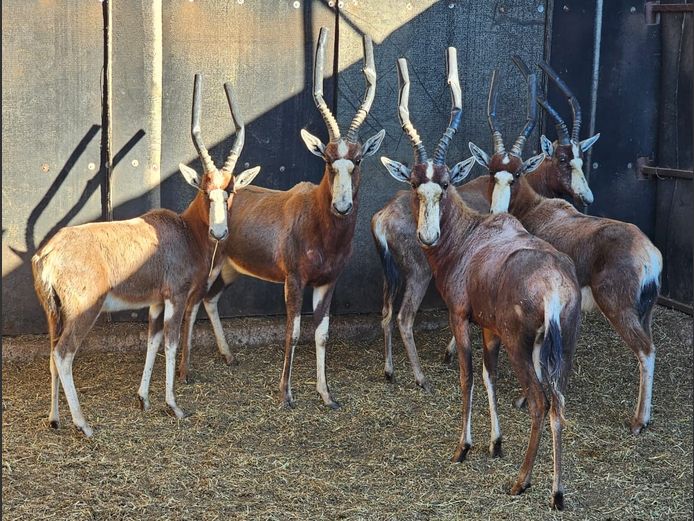 BLESBOK | DITJABE