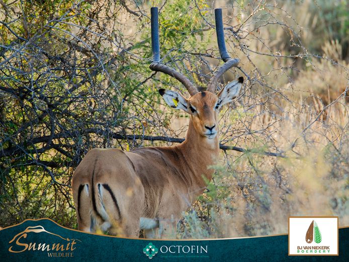 25" IMPALA RAM "FLINT"
