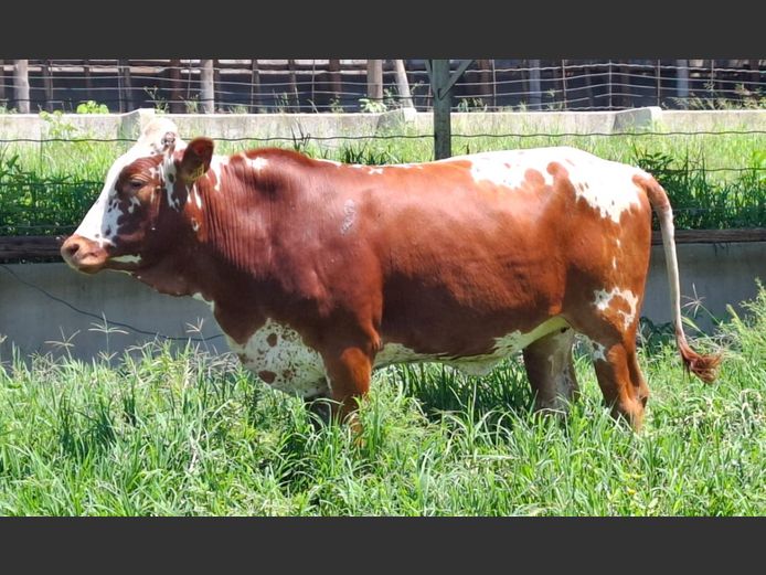 LEB 230055 | D.S. REED & SON PTY LTD