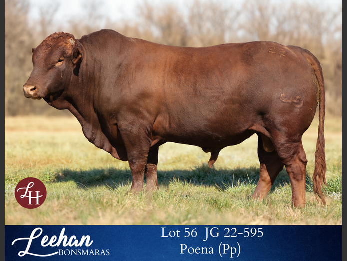 JG220595 | Leehan Bonsmara