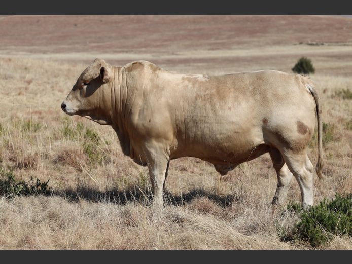 HBH 240071 | CLARK CATTLE COMPANY PTY LTD