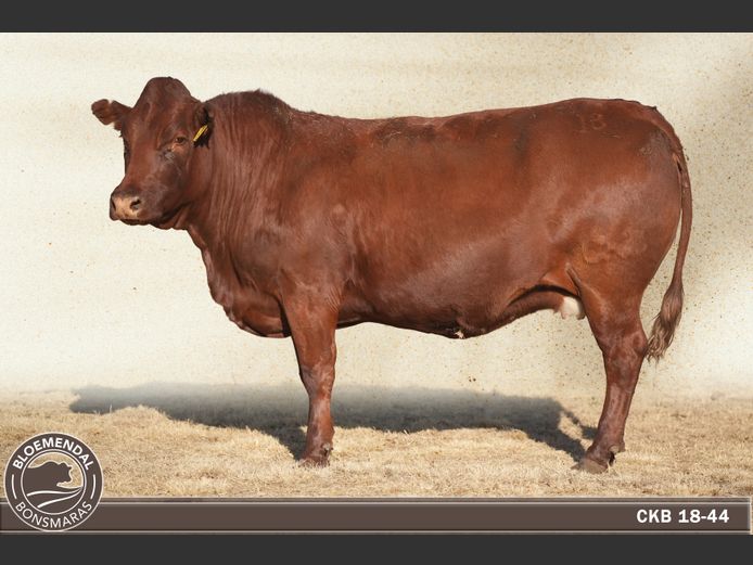 CKB180044 | CHRIS KRUGELL BLOEMENDAL