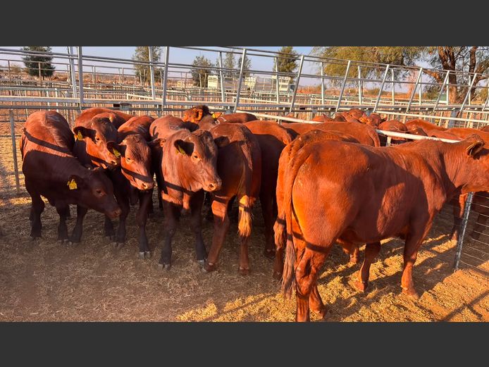 AGRA MARIENTAL WEANER AUCTION