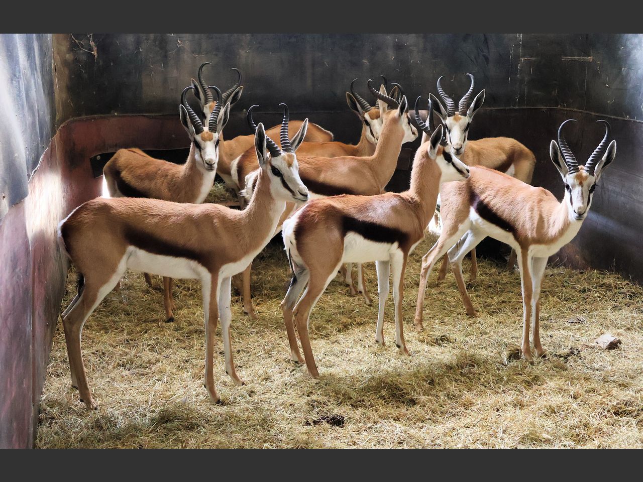 images