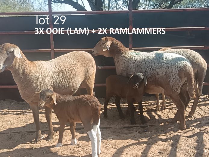 CL 25149 | COENIE VD MERWE