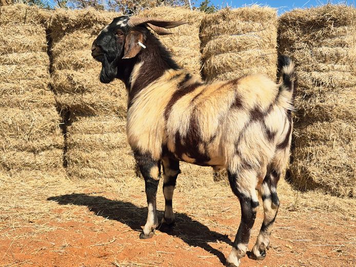 COMMERCIAL RAM | D Jansen van Vuuren