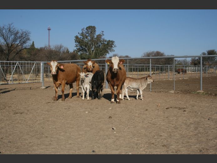 Commercial Animals