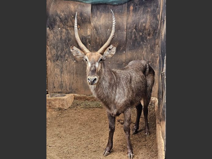 WATERBUCK | MABALINGWE