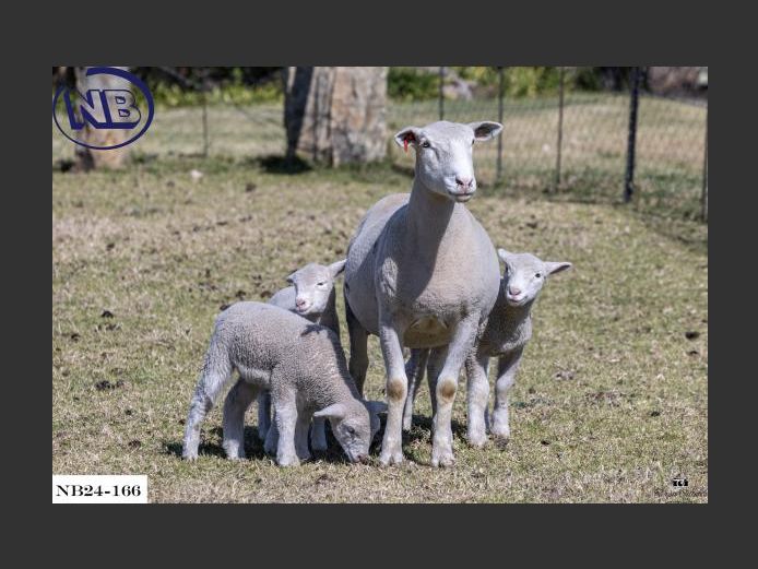 NB240166 | NOVA BARLETTA BOERDERY