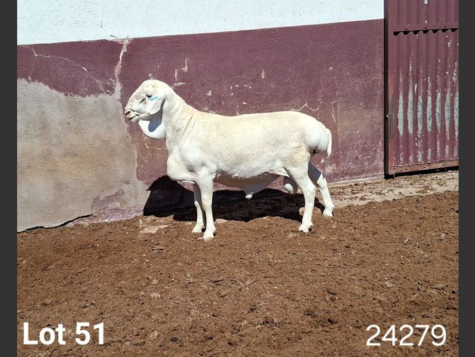 24279 | KASTEEL VAN ROOY RAMME