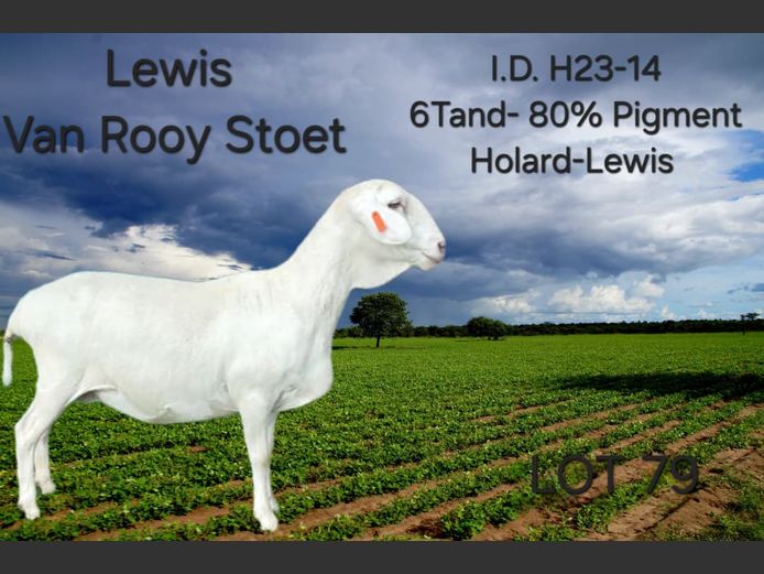 H23-14 | LEWIS VAN ROOY STUD