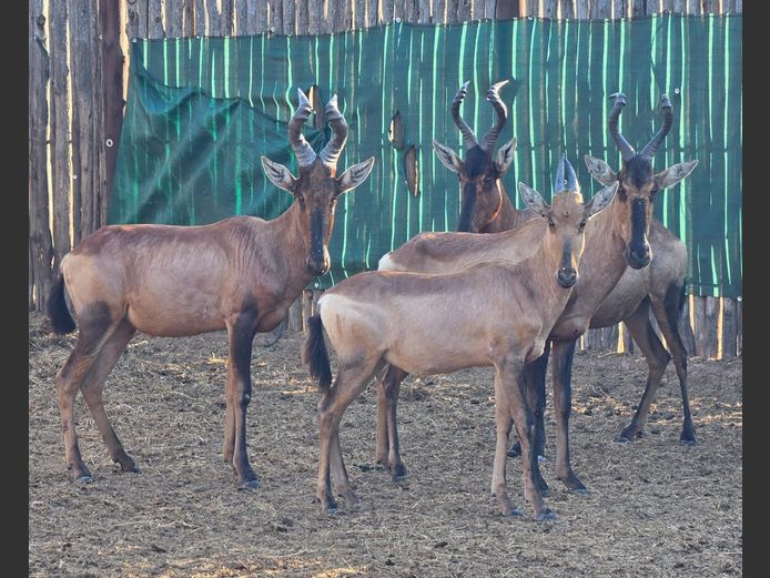 ROOIHARTBEES | IMPISI SAFARIS