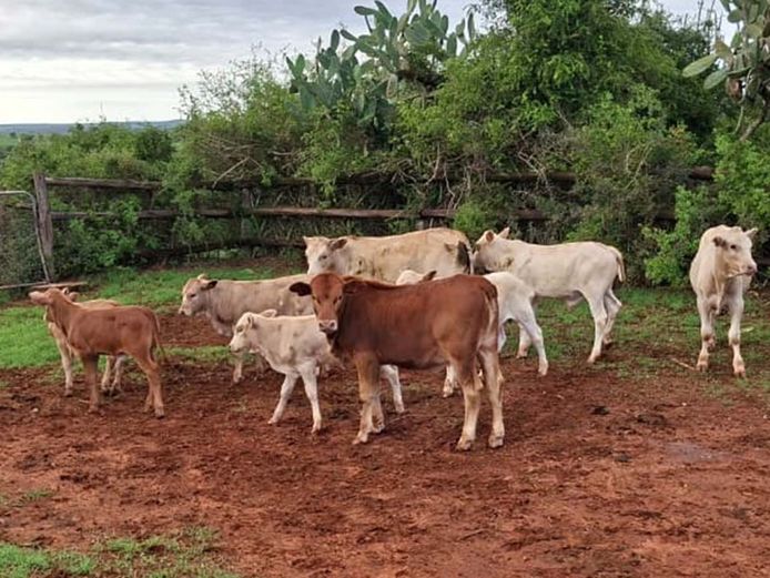 Tuli Type Cows & Calves