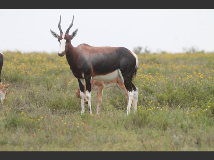 Bontebok | Melmin Farms (D Minnaar)