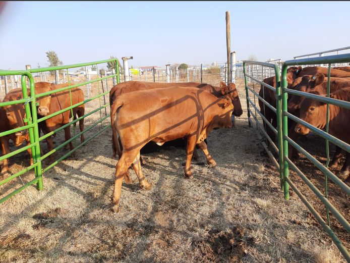 Pregnant Heifers