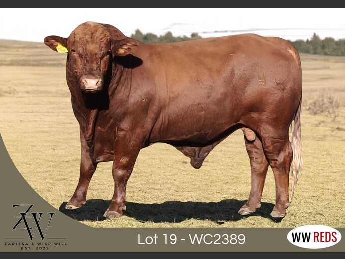 WC2389 | WISP WILL REDS