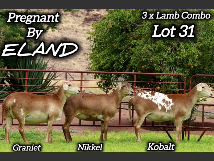 25 - 0692 JJS | 25 - 0677 JJS | 25 - 0076 JJS | KAMEELHOEK MEATMASTERS