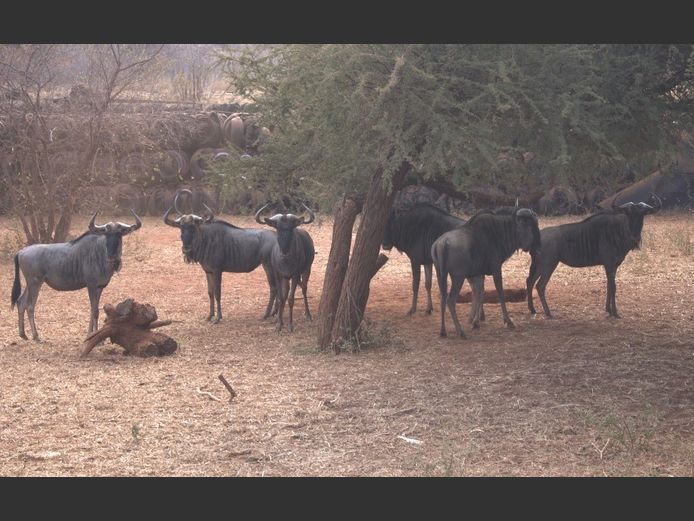 BLOUWILDEBEES