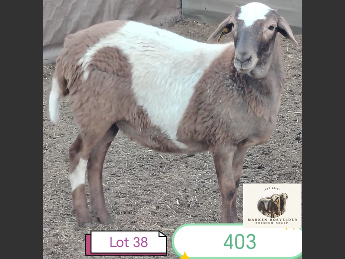 403 | MARKEN BOSVELDERS