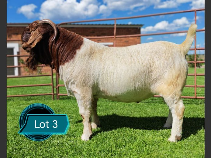 762241516 | Lukas Burger Boerbokstoet