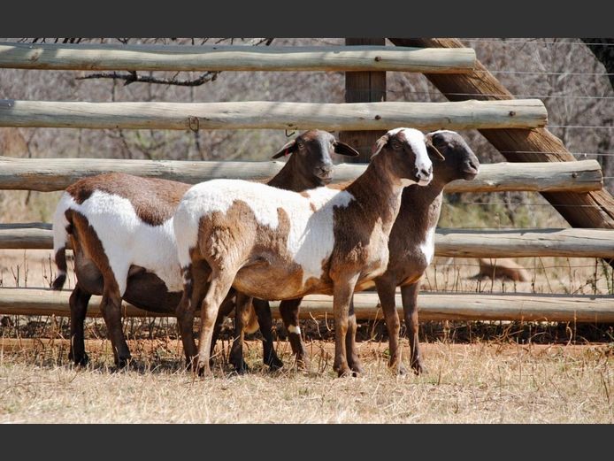336 | WF Strydom - Voorwaarts Boerdery