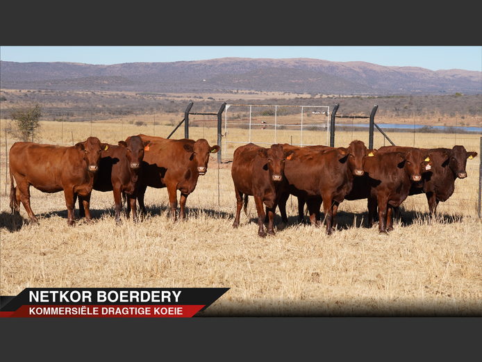 Commercial Animals | Beneke
Bonsmaras -
Nylstroom