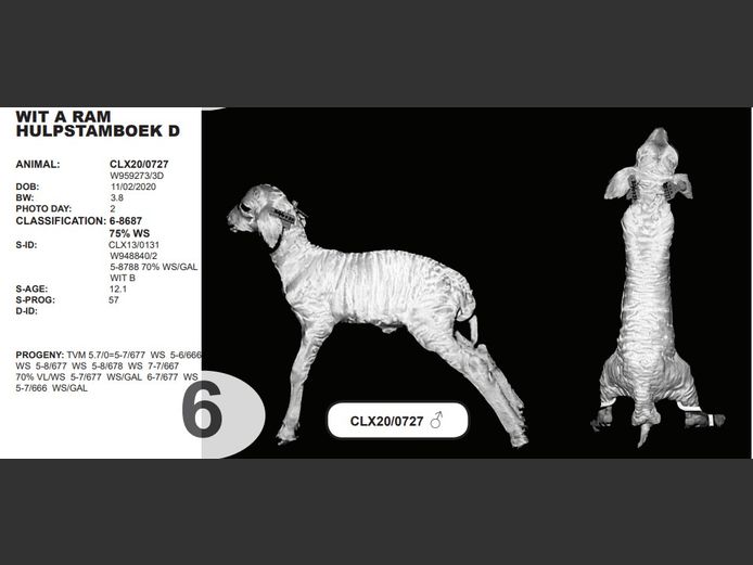 WIT A RAM HULPSTAMBOEK D | CLX20/0727 ♂