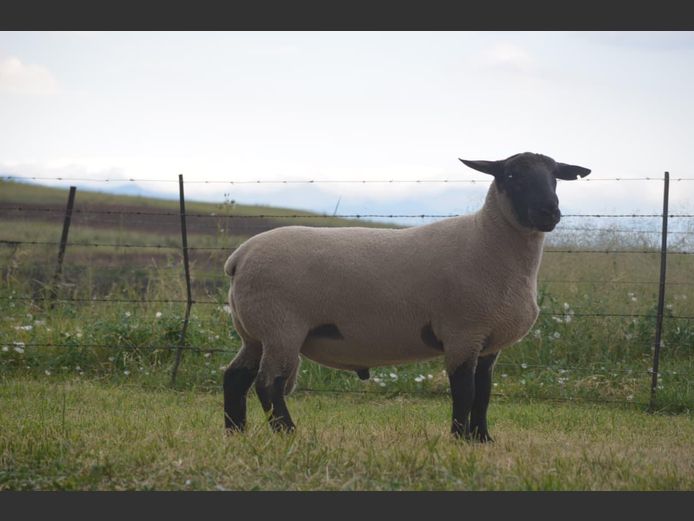 301 24-403 | TWEESEUNS