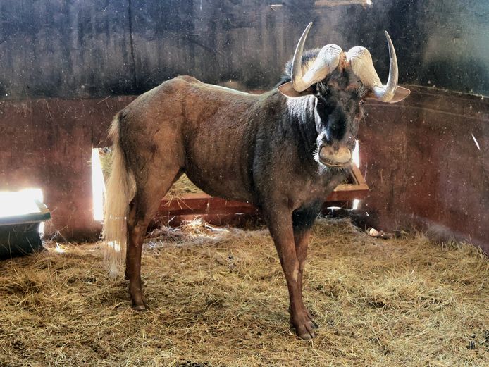 SWART WILDEBEES | AL BADENHORST