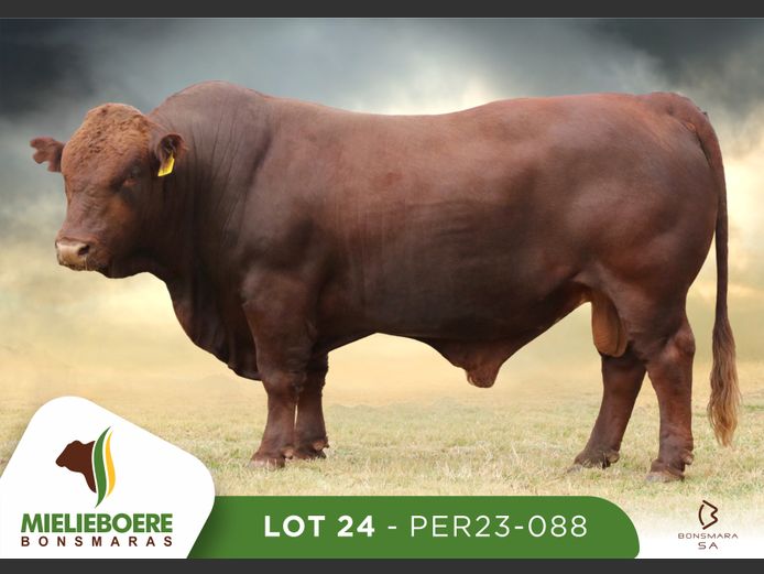 PER 230088 | P.E. ROUX