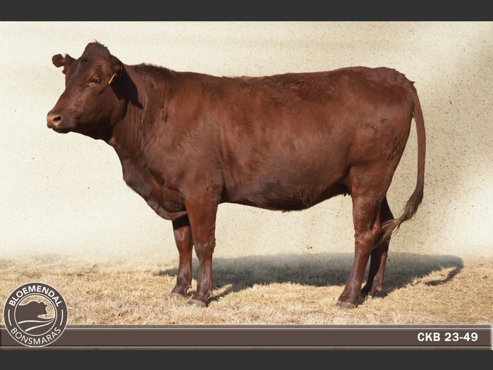 CKB230049 | CHRIS KRUGELL BLOEMENDAL