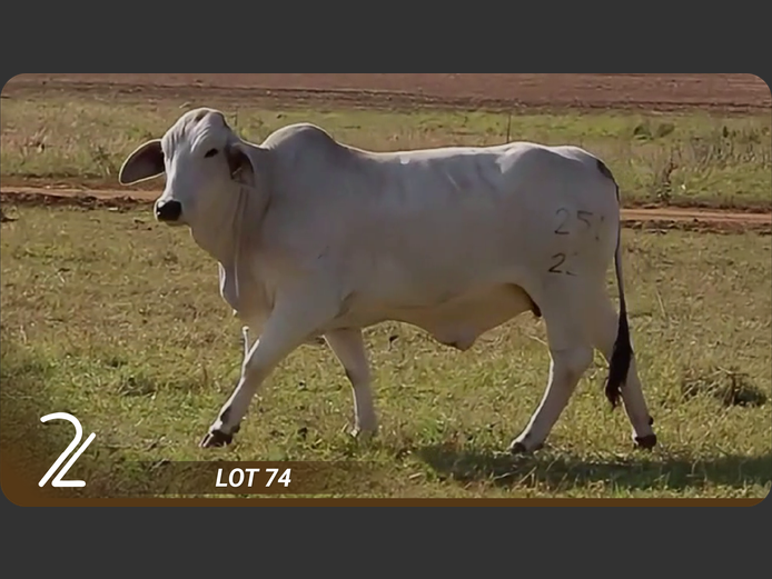 Commercial Animals | 2L BRAHMANE