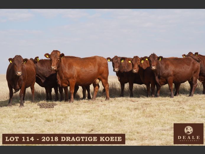 Dragtige Koeie