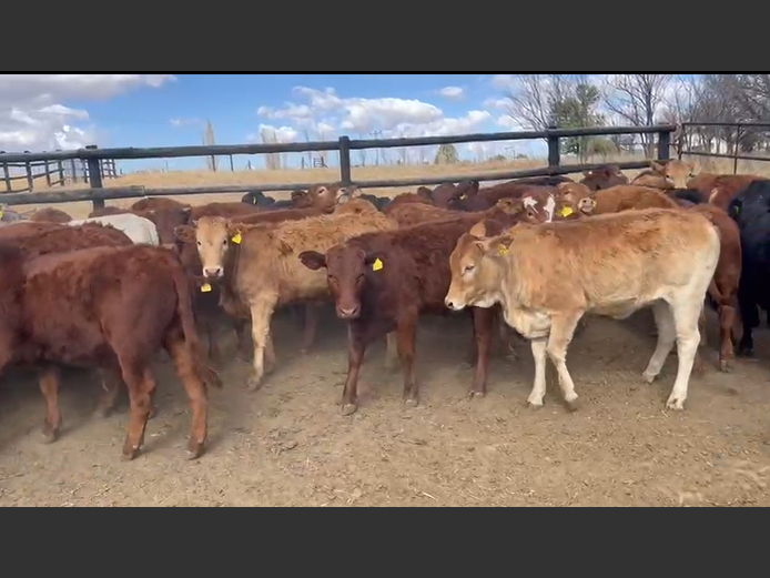 Weaners 