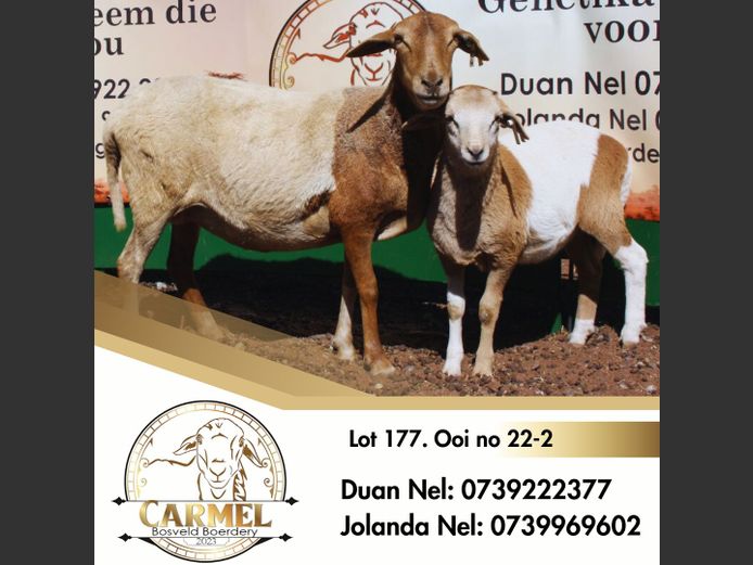22-2 | CARMEL BOSVELD BOERDERY