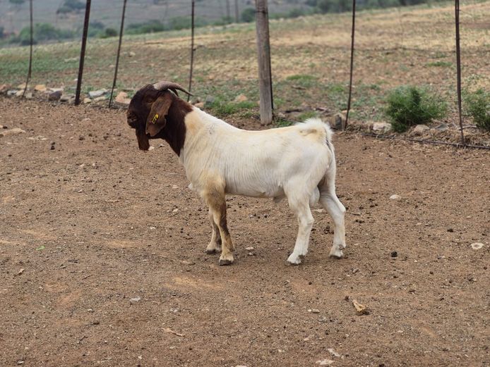 24125 | Wimpie Schoeman