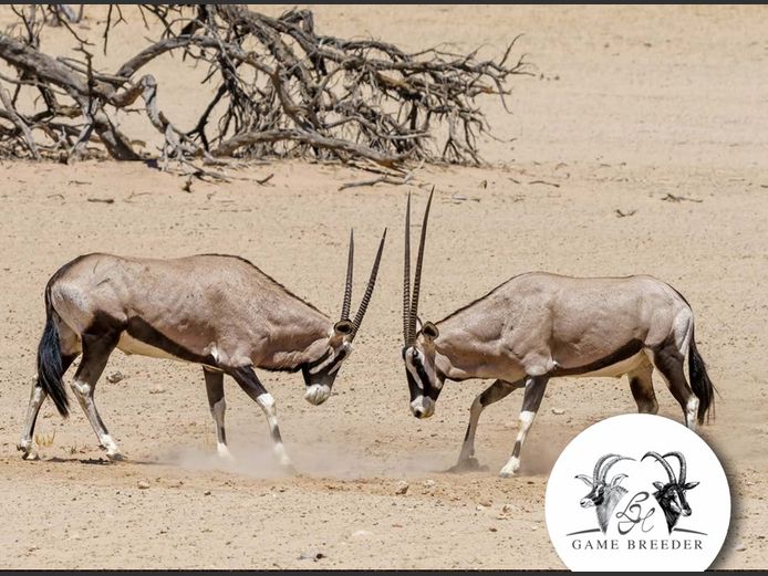 Oryx Breeding | WATERBERG PLATO GAME BREEDERS