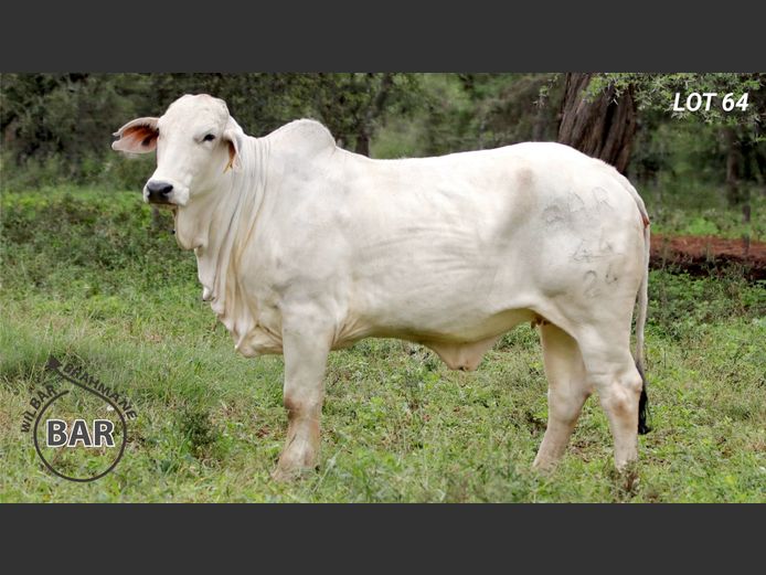 Commercial Animals | WILBAR BRAHMANE 