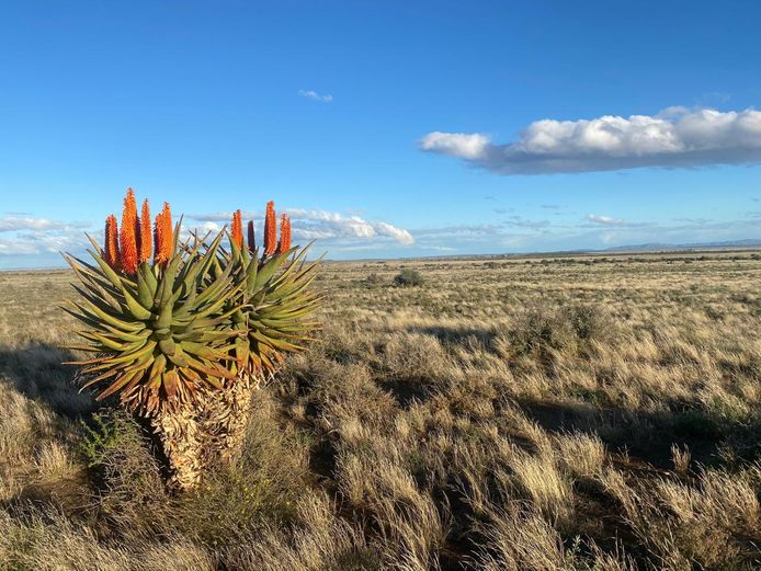 Management hunt for 10 Springbuck. 2026 Hunting season | Kendrew Estates Hunting